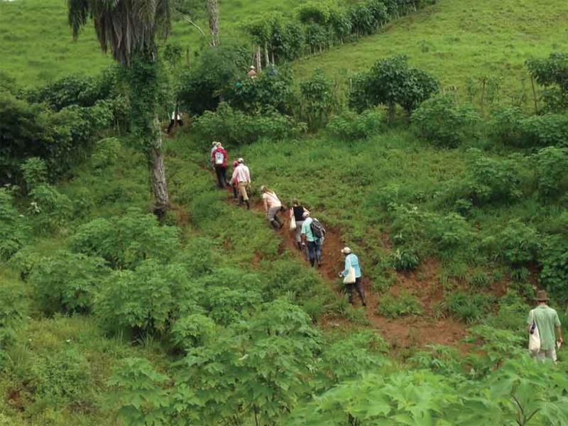 a line of people walking a dirt path up a hillside in the tropcs