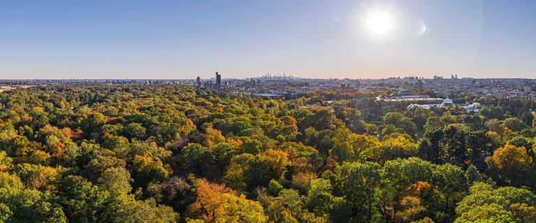 Aerial looking out across the NYBG treetops toward the NYC skylin in the distance