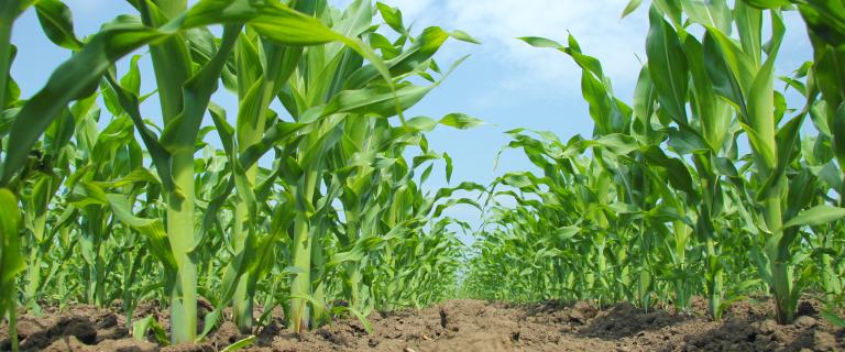 corn crop