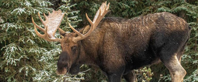 moose with frost-covered antlers