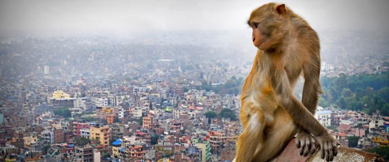 Swayambhunath "monkey temple' overlooking the rooftops of Kathmandu, Nepal