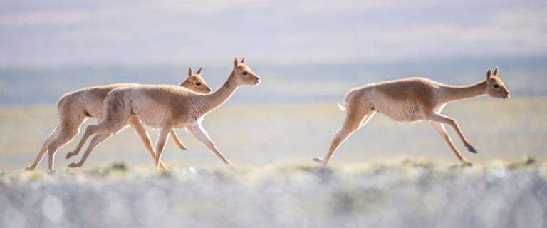 Vicuñas run across the plains in San Guillermo National Park, Argentina