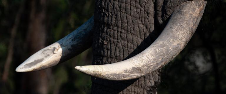 An elephant's tusks