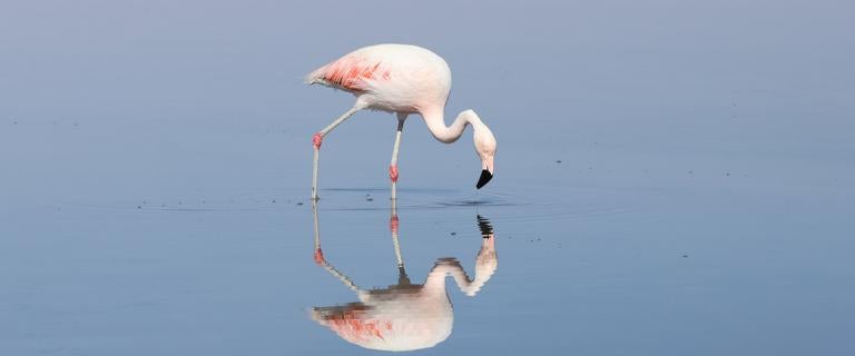 Chilean flamingo walking in water