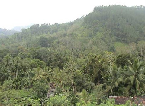 sri lanka forest conservation blog 1