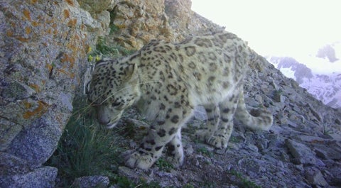 snow leopard camera trap tajikistan yale meyer