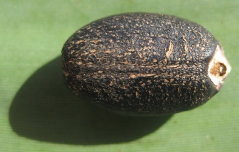 Jatropha curcas seed