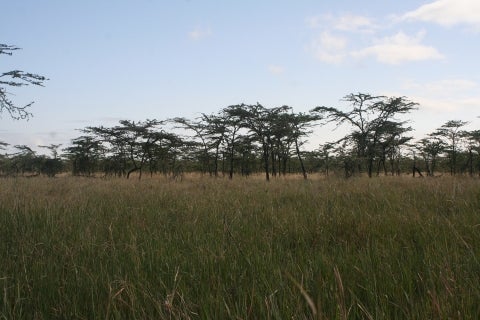 Lush Grasses