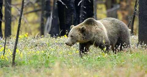 yellowstone grizzly bear usfws