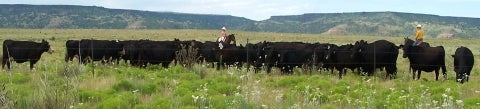 5008 Herding Cows