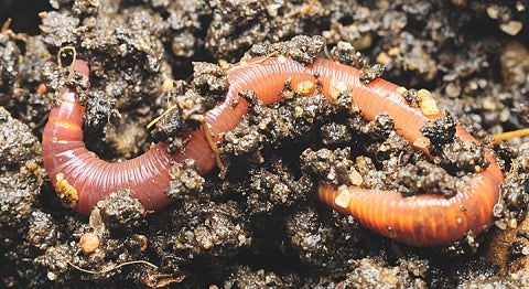 earthworm soil study yale fes