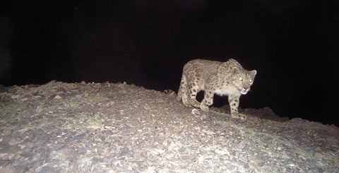 camera trap snow leopard yale meyer 3