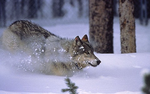 wolf running snow w