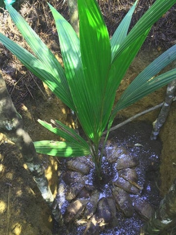 sri lanka blog planted coconut seedling