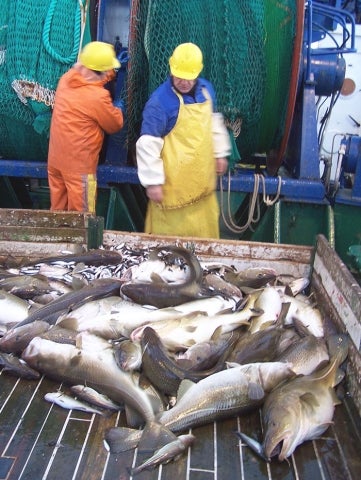 Dorsze baltic sea natural capital fish