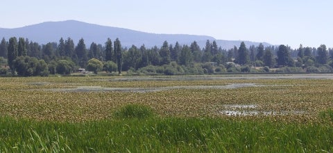 wetlands cost benefits