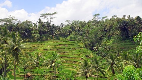 indonesia rice forest