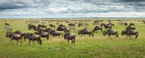 wildebeest serengeti yale