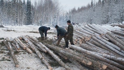 komi russia forestry