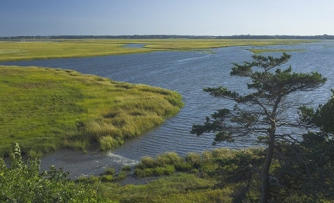 coastal marshland anisfeld