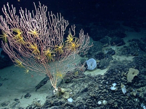 MytilusSeamount coral crinoid 800