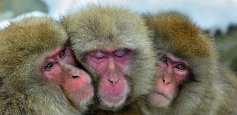 japanese macaques
