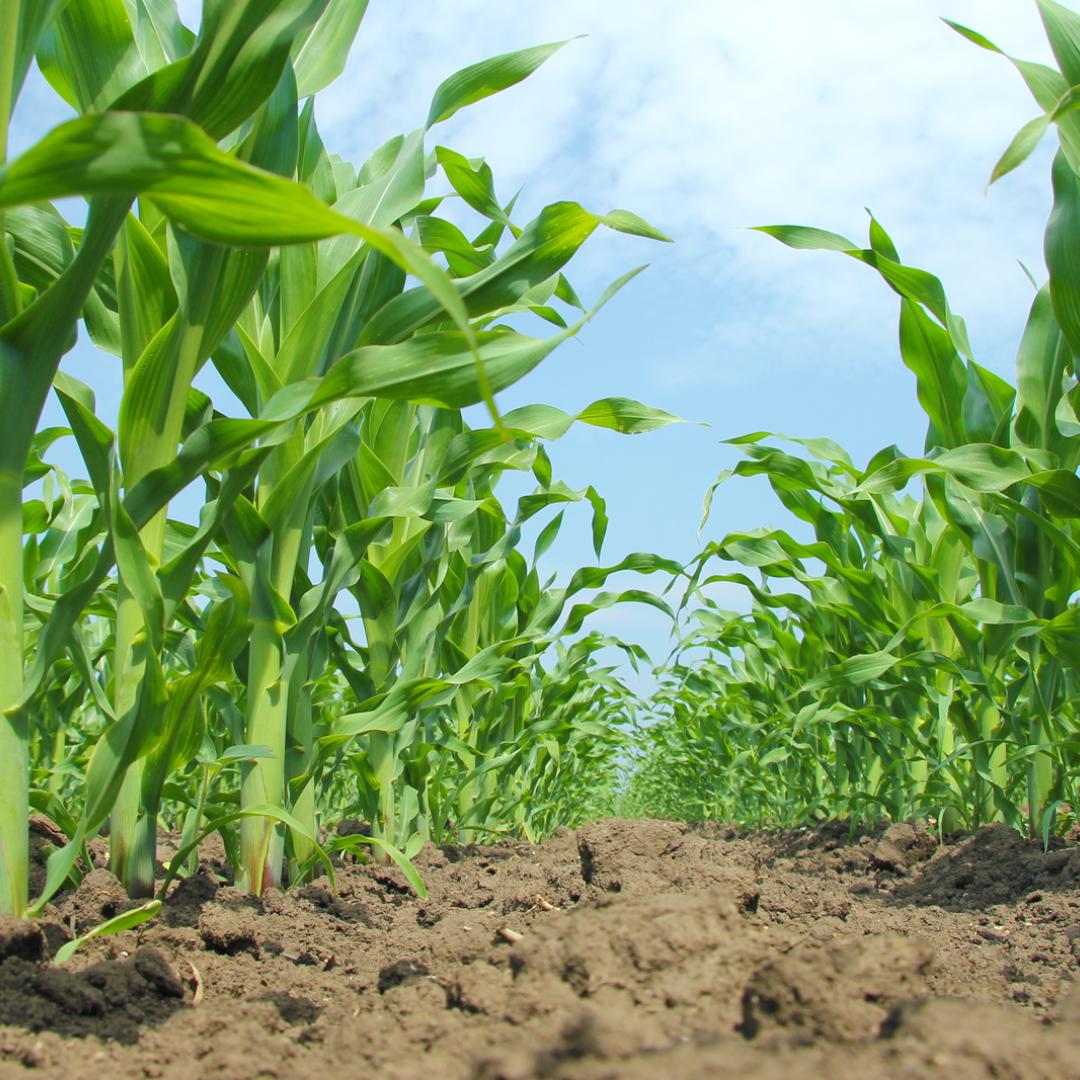 The Dirt on Crop Insurance