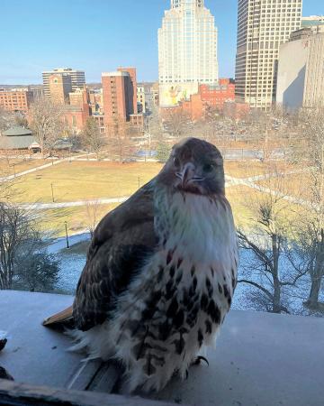 A red-tailed hawk dropped by the Hartford office of Alison Rau