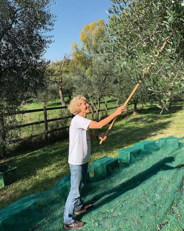Harvesting olives in Italy