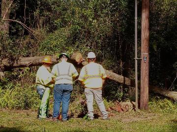 Three workers examine a fallen tree near power pole